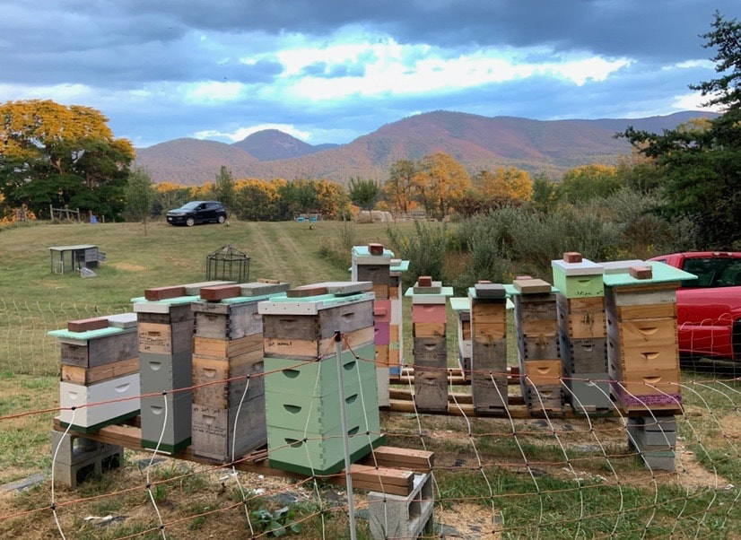 Mary Cash's Bee Hives