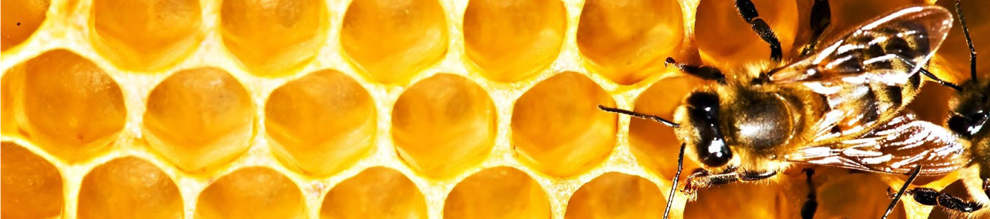 Natural Bees And Honey